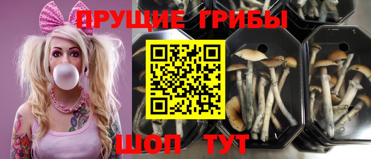 Псилоцибиновые грибы ЛСД  Галлюциногенные грибы Cubensis  как найти закладки  Белая Калитва  Вход с VPN 